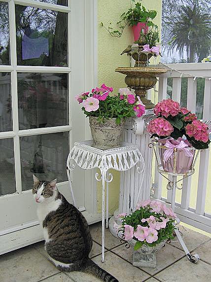 [Potted+Flowers+and+Rex+3.JPG]