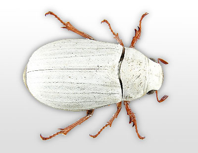 [Scarabaeidae_cyphochilus-400.jpg]