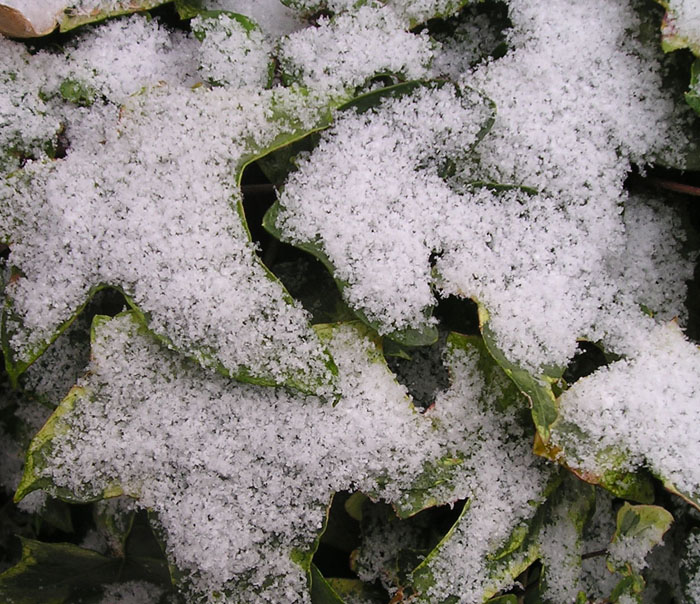 [snow+ivy.jpg]