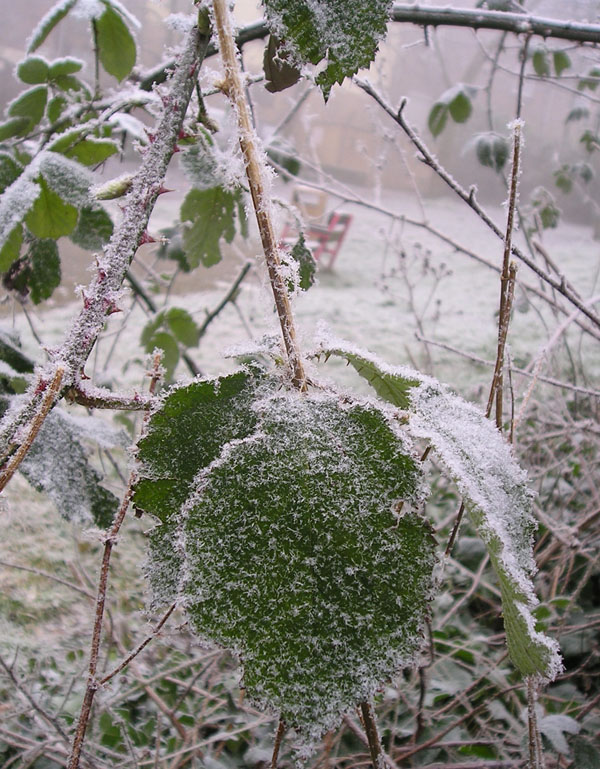 [frosted+blackberry+leaf.jpg]
