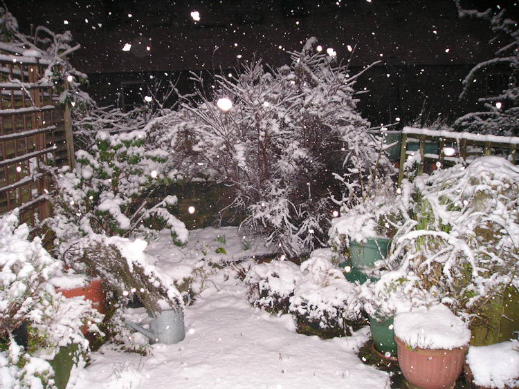 [snow+falling+on+garden.jpg]