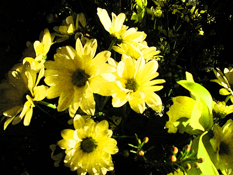 Photo by Sheila Webber: Chrysanths & orchids, Photoshop Fresco effect, Feb 2007.