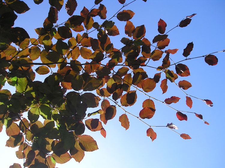 [copper+beech+leaves+against+sky.jpg]