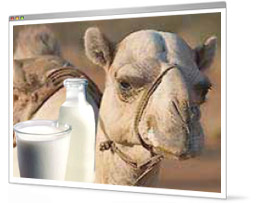 [Camel_and_Milk.jpg]