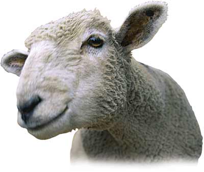 [Sheep.jpg]