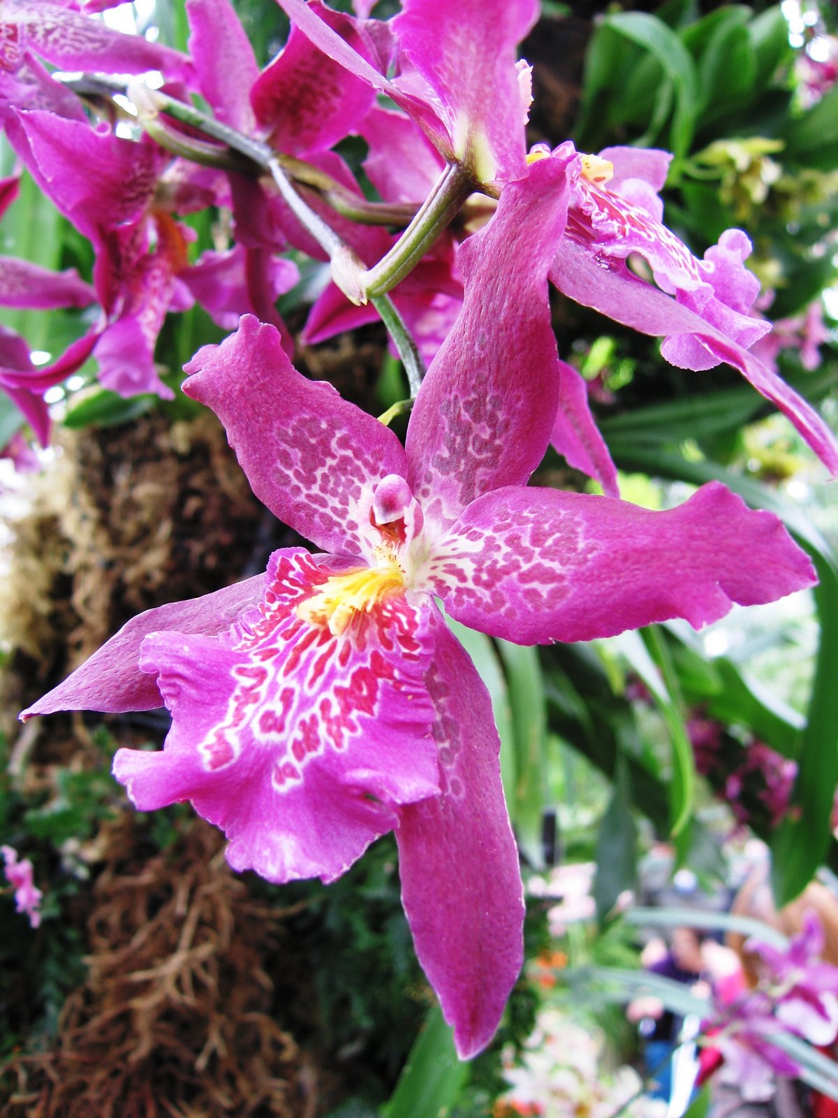 [orchid.JPG]