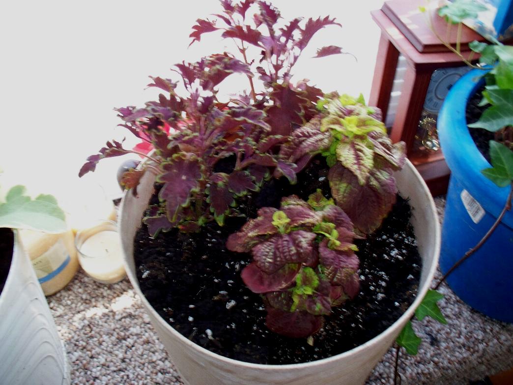 [two+kinds+of+coleus.jpg]