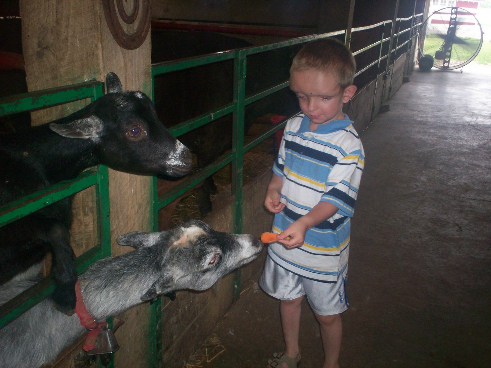 [Zachary+feeding+goats.jpg]
