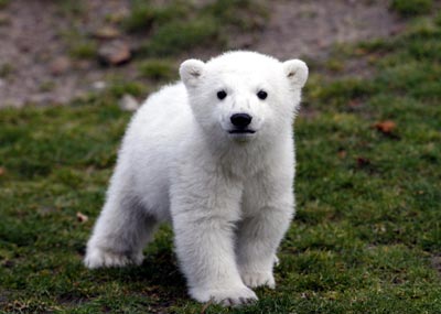 [knut-the-polar-bear-berlin-zoo-4-07.jpg]