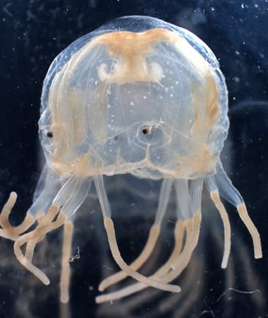 [Box+Jellyfish.jpg]
