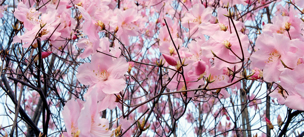 [Spring+flowers.gif]