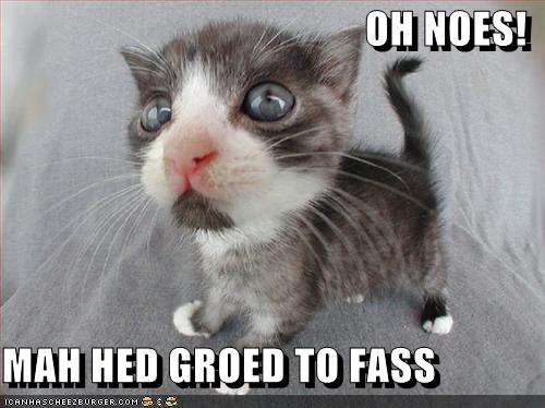 [lolcat-funny-picture-my-head-grew-too-fast.jpg]