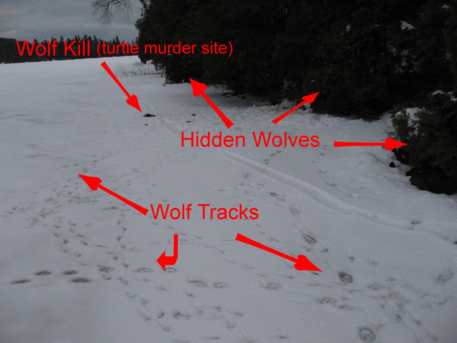 [BWCAW+Winter+07+070+wolves.jpg]