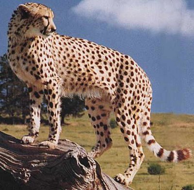 [cheetah3[1].jpg]