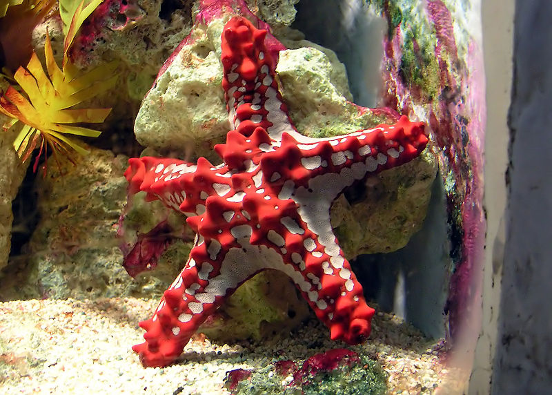 [800px-Red-knobbed_starfish_arp.jpg]