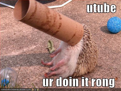 [funny-pictures-hedgehog-paper-roll-youtube.jpg]