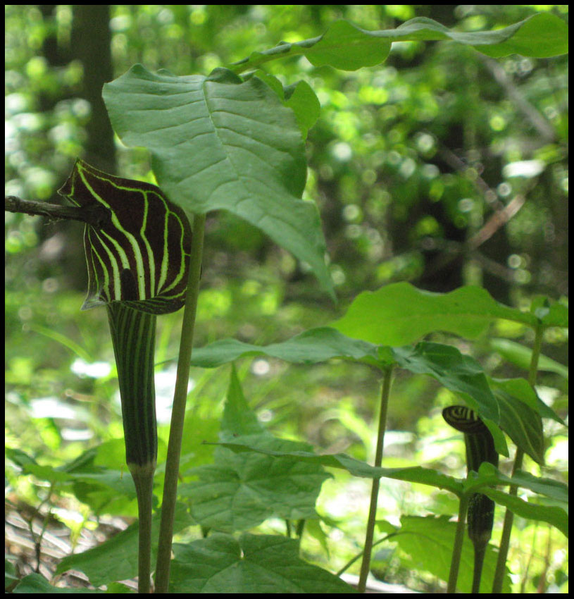 [pitcherplant.jpg]