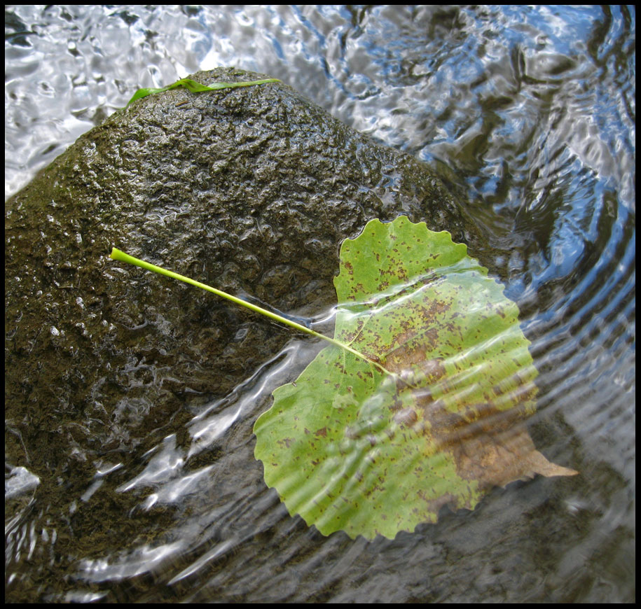 [Leaf-in-Water.jpg]