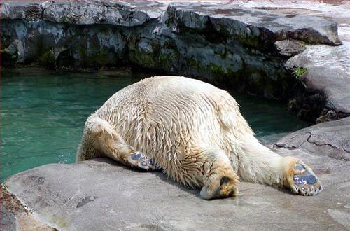 [funny-pictures-monday-polar-bear+2.jpg]