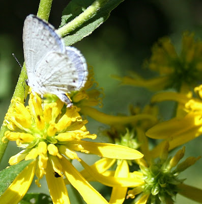 Butterfly pictures genus species - Summer Azure 4