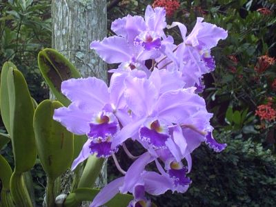 [orquideas1.jpg]