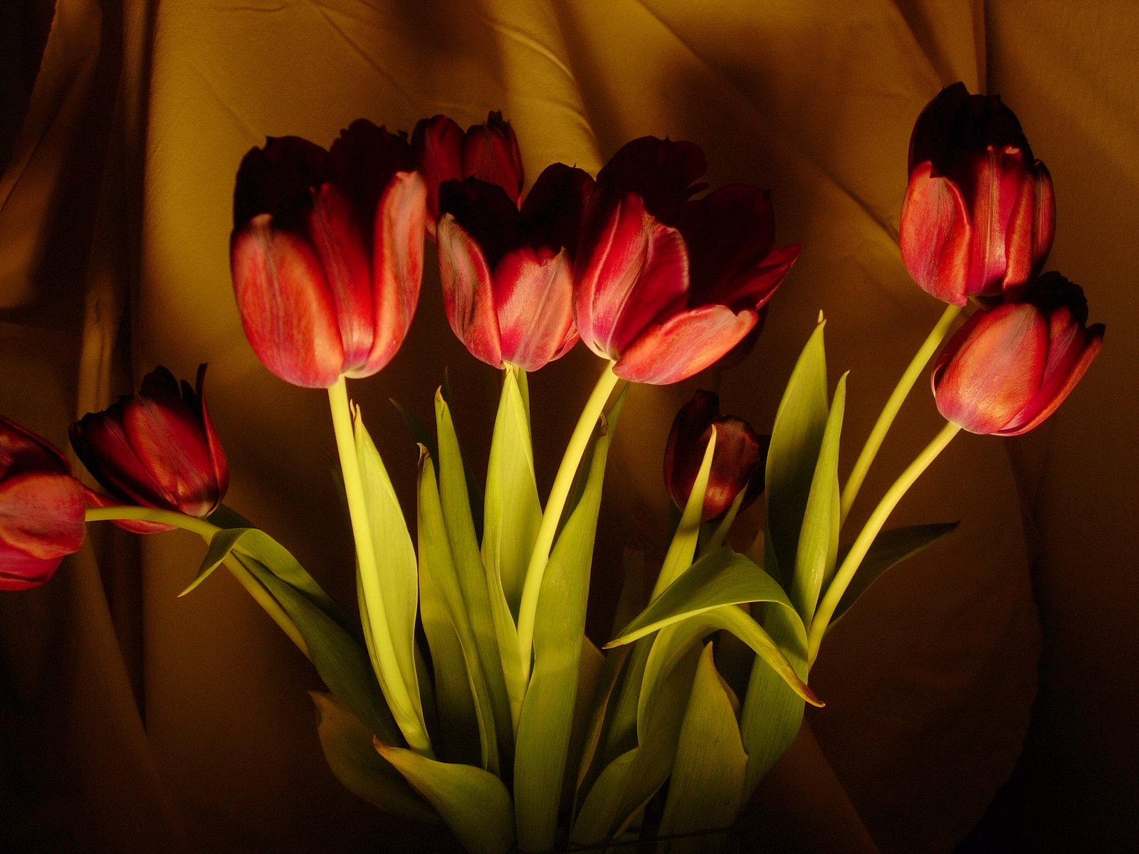 [Tulips.07.jpg]