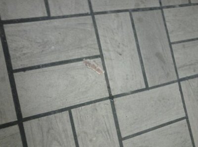 [floor+bacon.jpg]