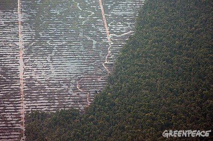 [palm-oil-plantation.jpg]