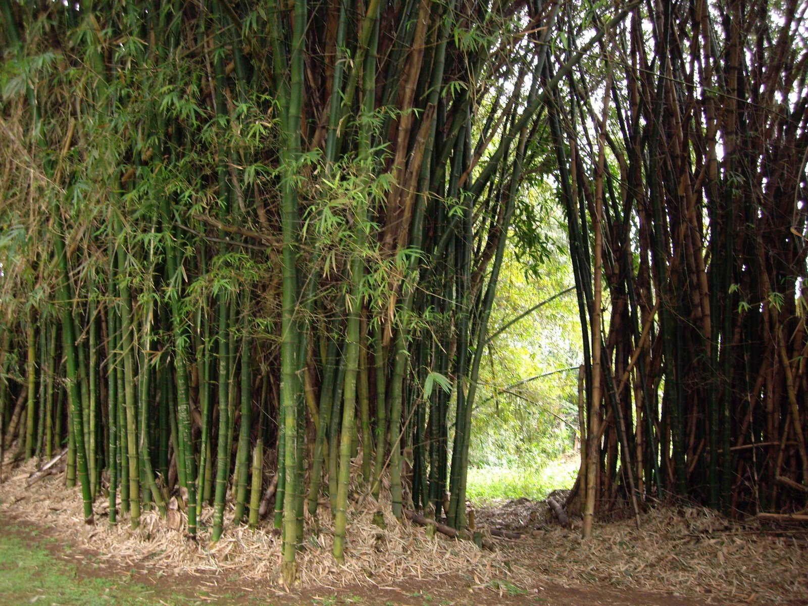 [Temple+Bamboo1.jpg]