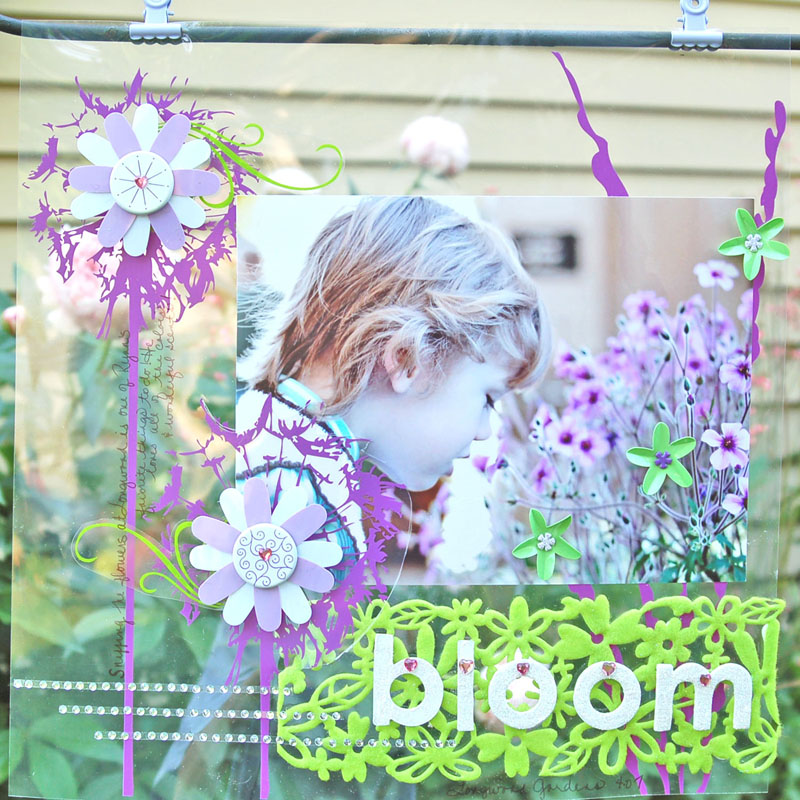 [Bloom+on+Transparency.jpg]