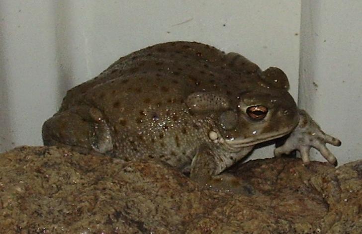 [river+toad.JPG]