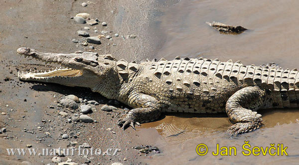 [american-crocodile--crocodylus-acutus-6.jpg]