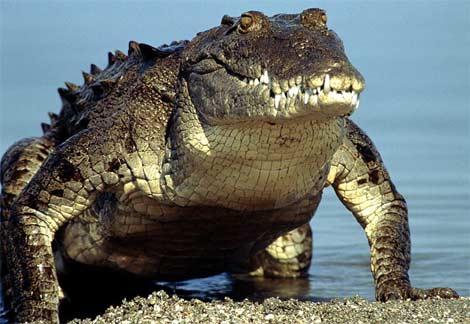 [american-crocodile.jpg]