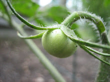 My Tomato-Week 1
