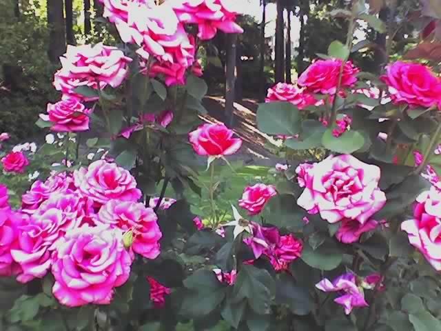 [roses.JPG]