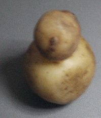 [082+imo+daruma+potato.jpg]