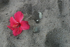 [Flower_in_the_Sand_by_Mep6633.jpg]