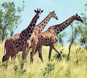 [girafas.bmp]