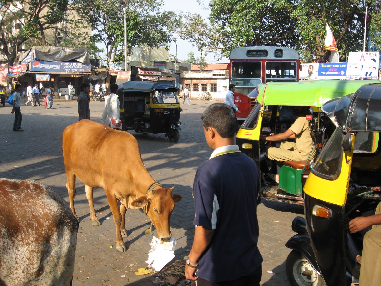 [Cows+own+Mumbai+(2).jpg]