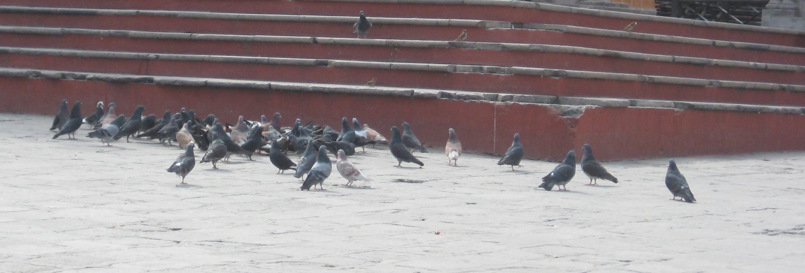 [pigeons.JPG]