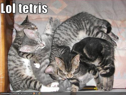 [funny-pictures-kittens-lol-tetris.jpg]