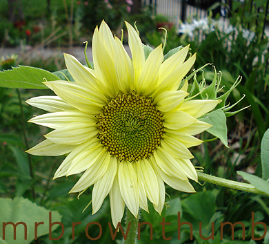 [Sunflower+Jade.jpg]