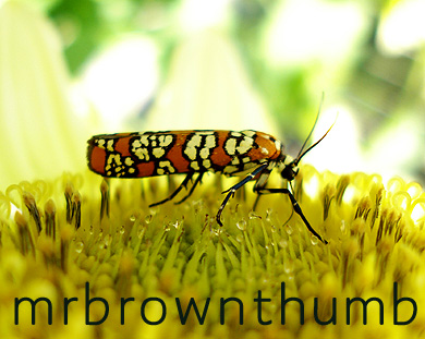[ailanthus+webworm+moth.jpg]