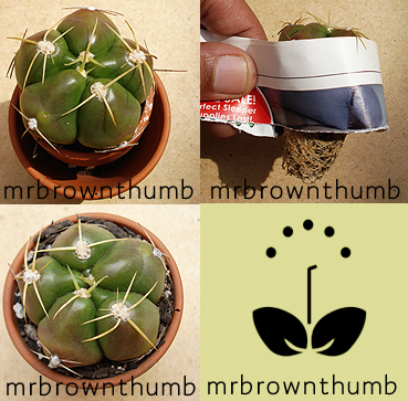 How I repot A Cactus