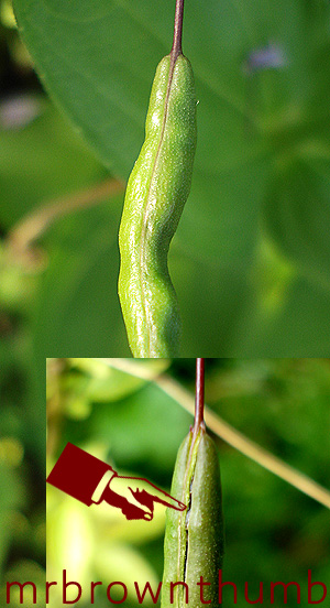 Cleome Seed Pod, When I collect Cleome Seeds