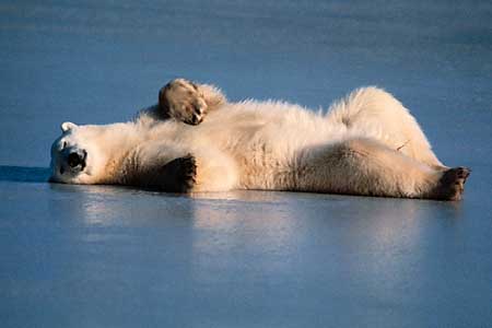 [polar-bearwarm.jpg]