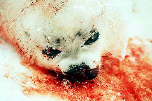 [cucciolo+di+foca+ferito+a+morte.jpg]
