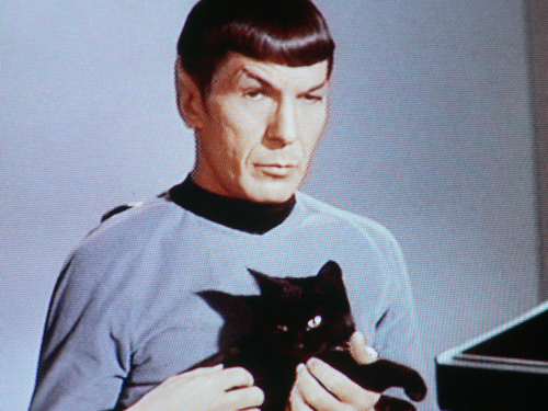 [spock+with+cat.png]