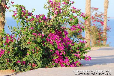 [2586_2007-0484_Palm_trees_and_flowers-1.JPG]