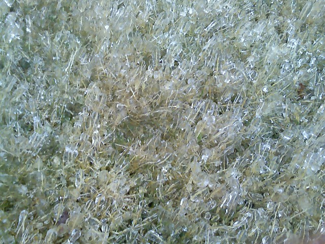 [ice_grass.jpg]